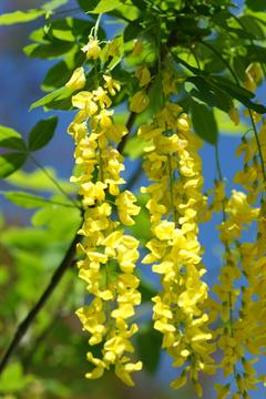 درخت پروانه